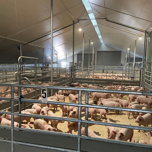 Bei uns kannst Du sowohl Ferkel in einem festen Rhythmus, von einem festen Betrien, als auch freie Ferkel vom Spotmarkt beziehen